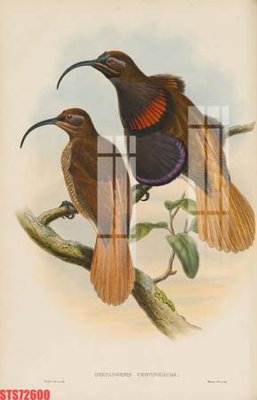 File in lụa Tranh sơn dầu phương tây tổng hợp STS72600 (hoa văn) Tranh sơn dầu phương tây tổng hợp STS72600