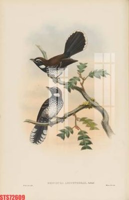 File in trần Tranh sơn dầu phương tây tổng hợp STS72609 (bản gốc) 5D