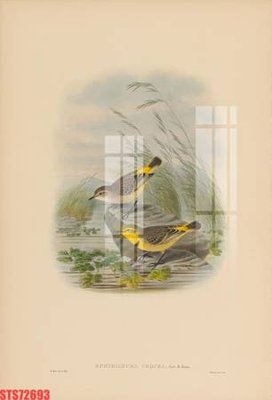 File tranh gốc Tranh sơn dầu phương tây tổng hợp STS72693 (bản quyền) file PSD