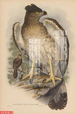 File tranh Tranh sơn dầu phương tây tổng hợp STS72701 (ảnh gốc) in trần nhà