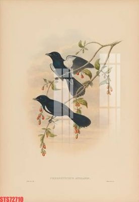 Tải file Tranh sơn dầu phương tây tổng hợp STS72710 (ảnh gốc) file AI/EPS