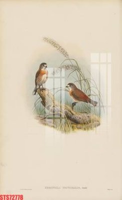 File tranh in trần 3D Tranh sơn dầu phương tây tổng hợp STS72778 (ảnh gốc)