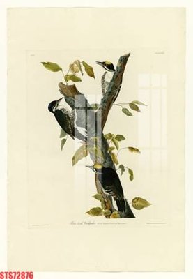 Tải file gốc Tranh sơn dầu phương tây tổng hợp STS72876 (in khổ lớn) quảng cáo