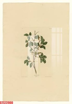 File tranh Tranh sơn dầu phương tây tổng hợp STS72900 (gốc) chủ đề trừu tượng