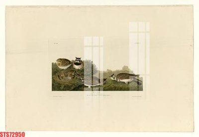 File PSD Tranh sơn dầu phương tây tổng hợp STS72950 (bản gốc) đã tách nền