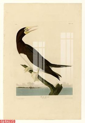 File gốc Tranh sơn dầu phương tây tổng hợp STS72959 (AI/EPS) cho in ấn