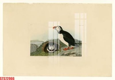 Mua file gốc Tranh sơn dầu phương tây tổng hợp STS72966 (in ấn) tại Filetranh.com