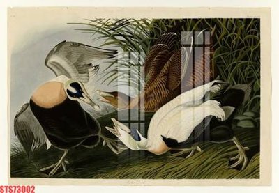 Tải file Tranh sơn dầu phương tây tổng hợp STS73002 (gốc) in trên mọi chất liệu