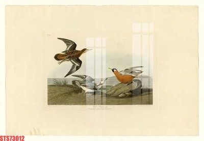 File gốc Tranh sơn dầu phương tây tổng hợp STS73012 (PNG) không nền chất lượng