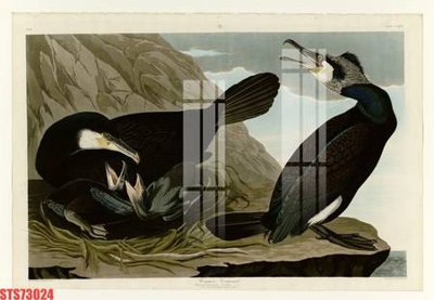 File gốc Tranh sơn dầu phương tây tổng hợp STS73024 (thiết kế) cho in ấn