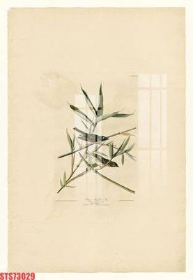 Tải file Tranh sơn dầu phương tây tổng hợp STS73029 (ảnh gốc) độ phân giải 300dpi