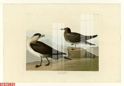 Tải file Tranh sơn dầu phương tây tổng hợp STS73031 (gốc) làm file quảng cáo