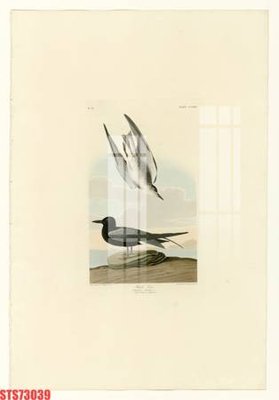 File tranh gốc Tranh sơn dầu phương tây tổng hợp STS73039 (sắc nét từng chi tiết)