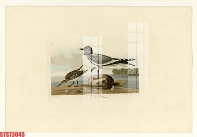 File tranh quảng cáo Tranh sơn dầu phương tây tổng hợp STS73045 (file gốc) chuyên nghiệp