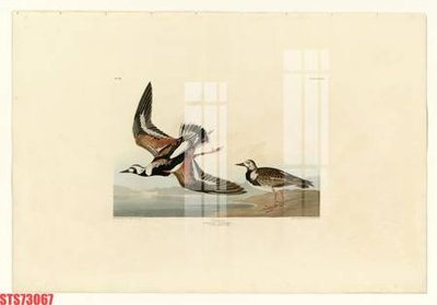 File gốc Tranh sơn dầu phương tây tổng hợp STS73067 (in tráng gương) sang trọng