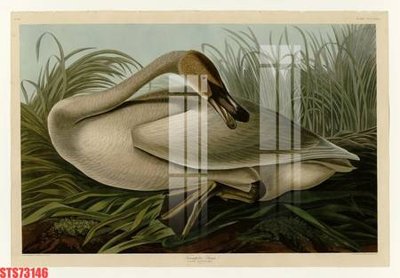 Tải file Tranh sơn dầu phương tây tổng hợp STS73146 (gốc) làm file thiết kế