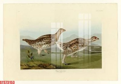 Download file Tranh sơn dầu phương tây tổng hợp STS73153 (chất lượng in ấn)