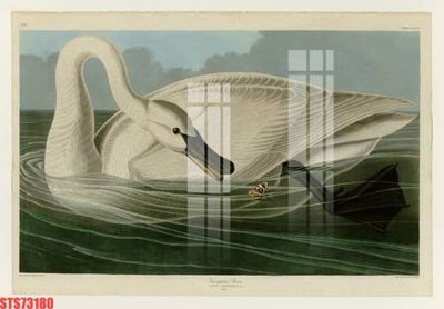 File tranh Tranh sơn dầu phương tây tổng hợp STS73180 (ảnh gốc) in trần nhà