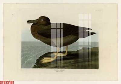 Tệp tin gốc Tranh sơn dầu phương tây tổng hợp STS73181 (chất lượng) Tranh sơn dầu phương tây tổng hợp STS73181