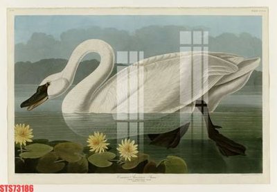 File tranh Tranh sơn dầu phương tây tổng hợp STS73186 (bản gốc) treo tường