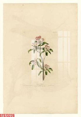 Tải file Tranh sơn dầu phương tây tổng hợp STS73226 (gốc) chủ đề phong thủy