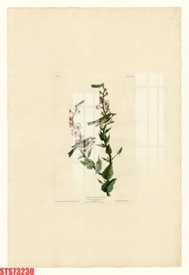 File in ấn Tranh sơn dầu phương tây tổng hợp STS73230 (bản gốc) cao cấp