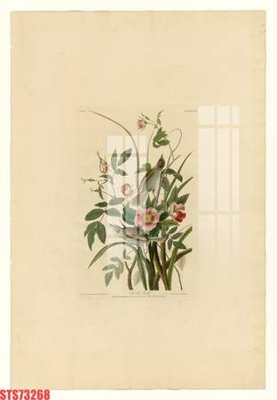 File tranh quảng cáo Tranh sơn dầu phương tây tổng hợp STS73268 (download file gốc)