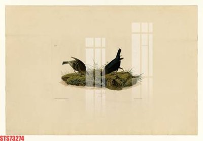 File tranh in trần Tranh sơn dầu phương tây tổng hợp STS73274 (ảnh gốc siêu nét)