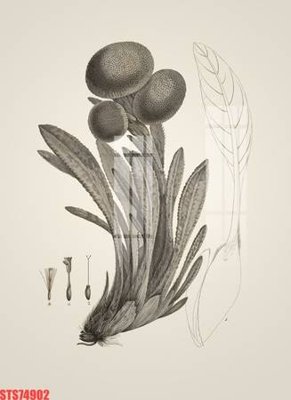 File tranh Tranh sơn dầu phương tây tổng hợp STS74902 (bản gốc) treo quán cafe