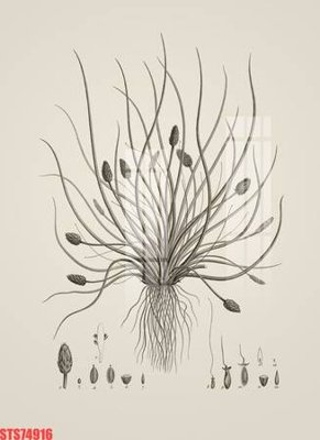 File tranh Tranh sơn dầu phương tây tổng hợp STS74916 (ảnh gốc) không bị mờ