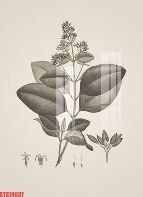 File tranh Tranh sơn dầu phương tây tổng hợp STS74937 (ảnh gốc) không bị mờ