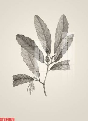 Download file Tranh sơn dầu phương tây tổng hợp STS74976 (chất lượng in ấn)