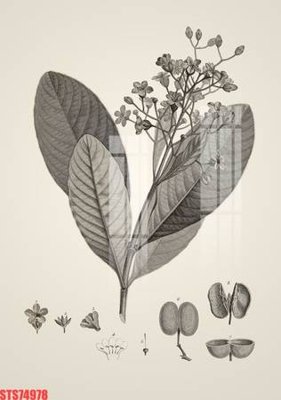 File tranh Tranh sơn dầu phương tây tổng hợp STS74978 (bản gốc) in lụa dán tường