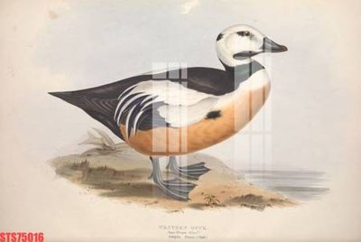 File tranh Tranh sơn dầu phương tây tổng hợp STS75016 (ảnh gốc) sắc nét hoàn hảo