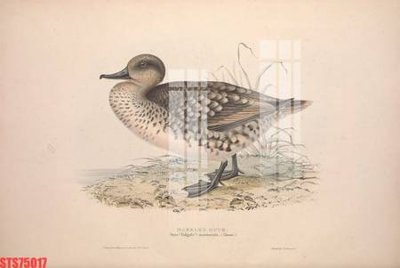 Mua file gốc Tranh sơn dầu phương tây tổng hợp STS75017 (chất lượng) tại Filetranh.com