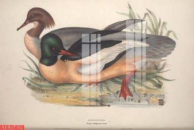 Tải file Tranh sơn dầu phương tây tổng hợp STS75029 (gốc) in ấn chất lượng