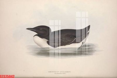 File gốc Tranh sơn dầu phương tây tổng hợp STS75042 (in lụa) hoa văn cổ điển