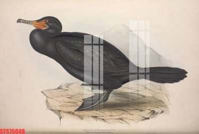 File gốc Tranh sơn dầu phương tây tổng hợp STS75048 (PNG) trong suốt (transparent)