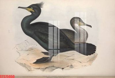 File tranh Tranh sơn dầu phương tây tổng hợp STS75050 (gốc) chủ đề tĩnh vật