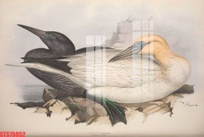 File in trần Tranh sơn dầu phương tây tổng hợp STS75052 (bản gốc) bầu trời