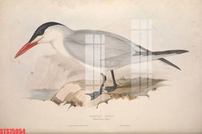 File gốc Tranh sơn dầu phương tây tổng hợp STS75054 (phong cách) cổ điển