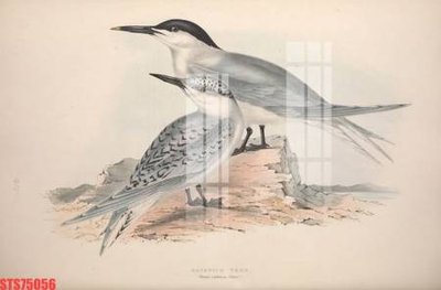 File gốc Tranh sơn dầu phương tây tổng hợp STS75056 (phong cách) tối giản