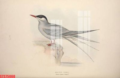 File in ấn Tranh sơn dầu phương tây tổng hợp STS75060 (bản gốc) từ file gốc