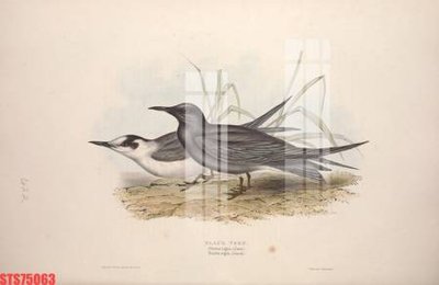 File tranh PSD Tranh sơn dầu phương tây tổng hợp STS75063 chất lượng cao