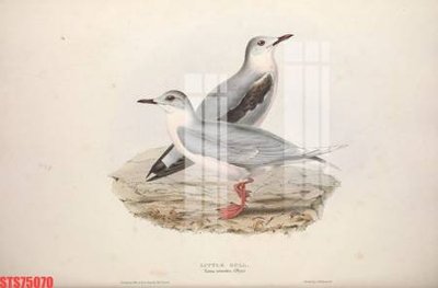 Download file gốc Tranh sơn dầu phương tây tổng hợp STS75070 (in lụa) nghệ thuật