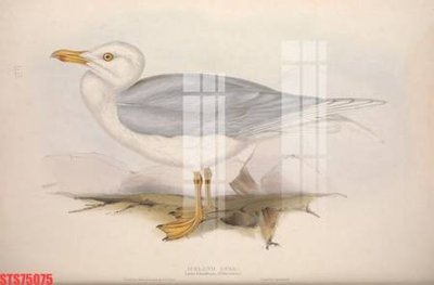 File gốc in ấn Tranh sơn dầu phương tây tổng hợp STS75075 chất lượng vượt trội