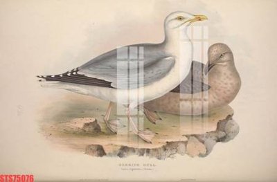 File gốc Tranh sơn dầu phương tây tổng hợp STS75076 (AI/EPS) cho in ấn