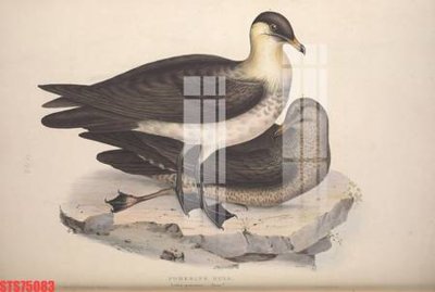 File gốc Tranh sơn dầu phương tây tổng hợp STS75083 (phong cách) tối giản