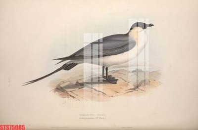 File in ấn Tranh sơn dầu phương tây tổng hợp STS75085 chuyên nghiệp