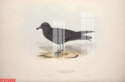 File tranh in trần Tranh sơn dầu phương tây tổng hợp STS75092 (ảnh gốc siêu nét)